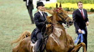 CH Bravo Blue - 2015 UPHA American Saddlebred Open Five-Gaited Horse of the Year