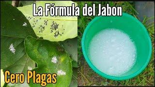 La Fórmula del Jabon para Combatir las Plagas