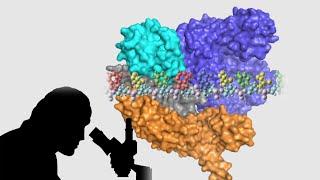 How research on bacterial immune systems led to CRISPR