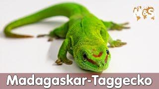 Große Madagaskar Taggecko | Phelsuma grandis