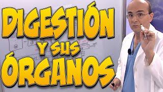 La DIGESTIÓN y sus ÓRGANOS: ESTÓMAGO, PÁNCREAS, VESÍCULA BILIAR, INTESTINO DELGADO, HÍGADO y COLON