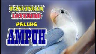 PANCINGAN BURUNG LOVEBIRD Ngetik Ngekek Panjang | CEPAT DISERAP DAN AMPUH | Dijamin Emosi Nyaut