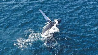 Киты в Доминикане Whales in the Dominican Republic ballena