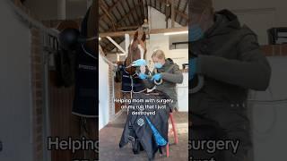 Oops! Rug surgery 🩹 #horse #pferde #horses #equestrian #riding #horseriding #cheval #hest #funny