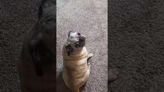 Pug Pros and Cons  ( A Must Watch for New Potential Pug Owners )