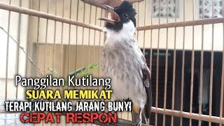 Suara Burung Kutilang Gacor ASLI Tanpa isian, Ampuh untuk Pikat Kutilang bikin kutilang Ribut gacor