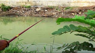 Baru tau kalau sungai ini banyak ikan babon nya