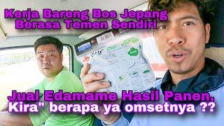 Jual Edamame Hasil Panen,Berapa Ya Lakunya?? Vlog Daily Nguli Di Pertanian Jepang