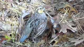 Talking Female Bobwhite Quail