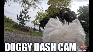 Doggy Dash Cam | Westie Walk from Doggy Point of View