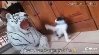 Cat scared by tiger doll meme | Cat vs Tiger | Run Meme | Cat Funniest Reaction | #compilation |