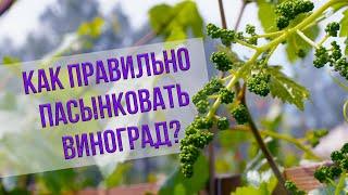 Пасынкование винограда - рекомендации Анатолия Сидоровича. Когда удалять пасынки на винограде?
