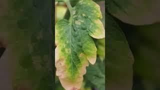 Iron Deficiency in Plant symptoms #containergarden #greengardening #shorts