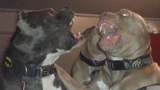 Two "aggressive" Male Rescued Pit Bulls Living Together 