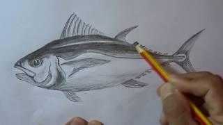 How to draw a fish by using a pencil from the beginning skill 'XP5'