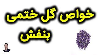 خواص گل ختمی بنفش 🟣 گل ختمی بنفش برای چی خوبه