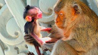 Poor Baby Monkey newborn wants hugs Mama Monkey Sippey getting milk But Mama doesn't care for baby