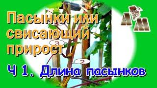  Длинные пасынки или свисающий прирост винограда? Часть 1 - Оптимальная длина пасынков