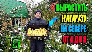 КАК 100% ВЫРАЩИВАТЬ КУКУРУЗУ В СЕВЕРНОМ РЕГИОНЕ? ПОЛНЫЙ ЦИКЛ! ЭКОСАД (ОГОРОД) И ТЕПЛИЦА 22-39