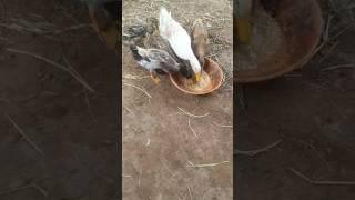 my ducks house  pets sk osman #shortvideo#ducks#animals