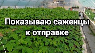 Мы начинаем отправлять саженцы. Регулярно проверяйте емейл!