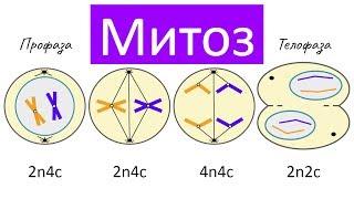 Митоз - деление клетки | самое простое объяснение