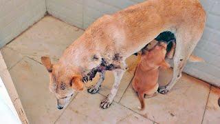 Healing Mama dog's enormous wound so that she can get back to her babies...