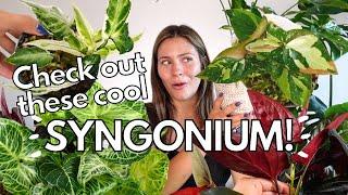 Houseplants You Might Not Know About! | Uncommon Syngonium Indoor Plant Collection! syngonium albo
