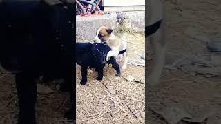 baby animals play #short #dogsplay#animallovers