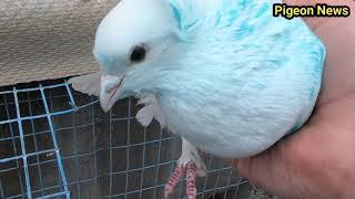 Сколько же лет живут Голуби ??? Обзор Ветеранов // How old do doves live ??