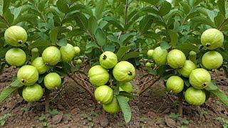 Grow Guava Tree FAST with These Pro Tips! Best Ideas for Growing Guava Tree! #guava #live