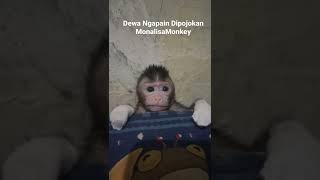 Dewa Maenn Petax Umpet #monyetlucu #babymonkey #cutemonkey