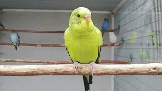 Muhabbet Kuşu Bu sese Karşılık Verecek Kuş Sesi bebek / Budgie Songs / parakeet sound Wellensittich