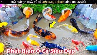 Bất Ngờ Tìm Thấy Những Loài Cá Cảnh Siêu Đẹp Sống Trong Suối Và Biển || Review Giải Trí Đời Sống