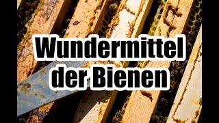 Propolis - Das Wundermittel aus der Natur