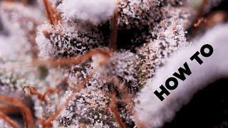 How to Tell When to Harvest Part 2 – WHEN!?? Step by Step Instructions - Best Trichomes Magnifier