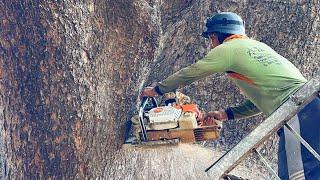 More Difficult... Cutting down the giant trembesi trees on the third day‼️