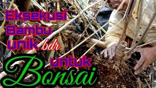 Berburu bambu unik untuk bonsai (@sharkpri) #bambu #bambuunik #bonsaibambu