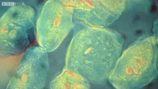 How did the evolution of complex life on Earth begin? - The Gene Code, Episode 1 - BBC