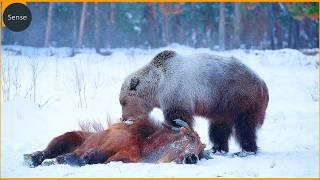 Most Unbelievable Attacks Of Bear Ever Recorded | Animal Fighting