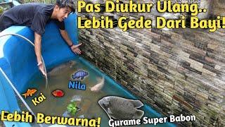 3 BULAN GAK DIKURAS! INI KEINDAHAN GURAME SUPER BABON SAAT KOLAM JERNIH