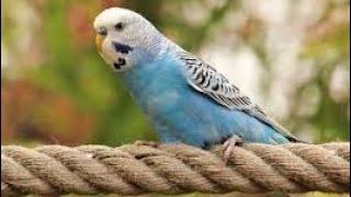 Happy Budgerigars / Вълнисти папагали / Wellensittiche ️