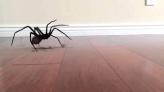 SPIDER JUMP SCARE!