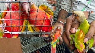 Hyper Red Pineapple Conure|| New Member For Rajdip Aviary ️