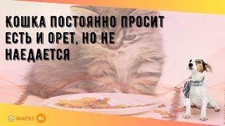 Кошка постоянно просит есть и орет, но не наедается