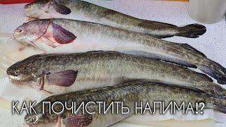 КАК ПОЧИСТИТЬ НАЛИМА !? #налим #сом #треска #рыбалка