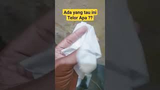 Laki Punya Hobi - ini telur apa gaes ?? yang tau jawabanya segera komen ya...