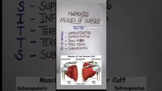 Mnemonic on muscles of scapula 🩺 #medico #biology #students #anatomy #study #education #yt