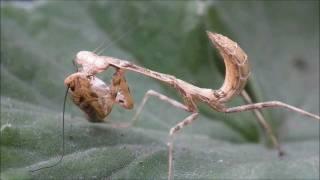 Mantis vs food (cricket)