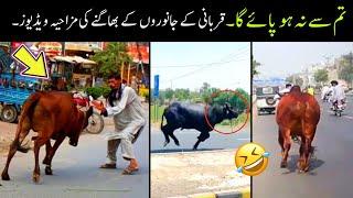 Qurbani Animals Funny Moments 2024  | funny qurbani animals|funny animals